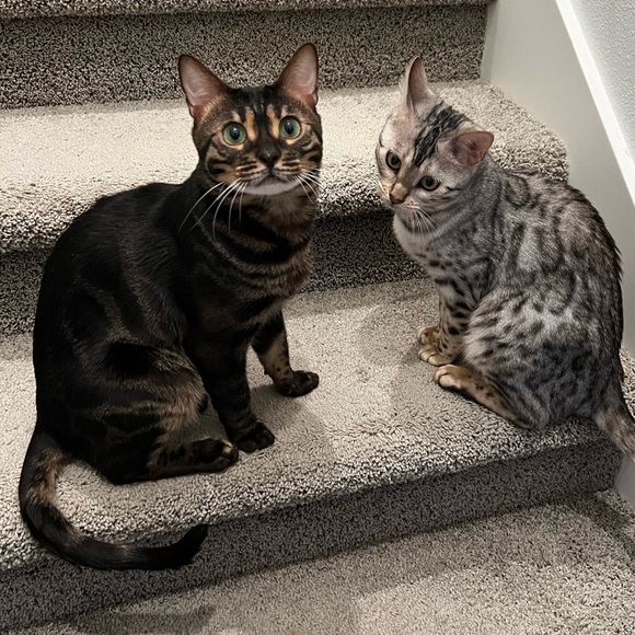 Meet your posher/I’m back! - Picture 4 of 4